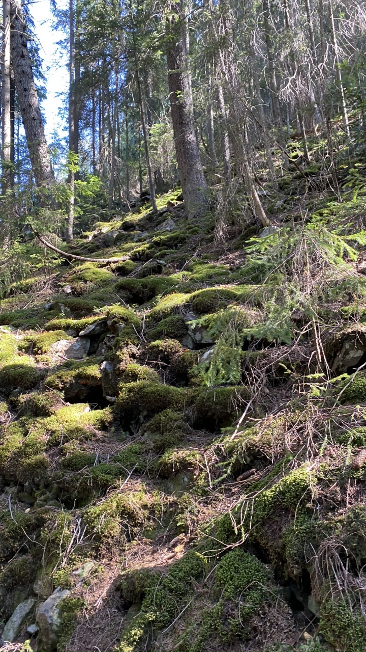 Vegetation, Natur, Natürlichen Umgebung, Naturlandschaft, Pflanzen-Gemeinschaft. Wallpaper in 720x1280 Resolution