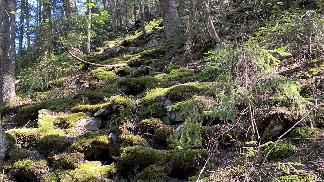 Vegetation, Nature, Natural Environment, Natural Landscape, Plant Community. Wallpaper in 1280x720 Resolution