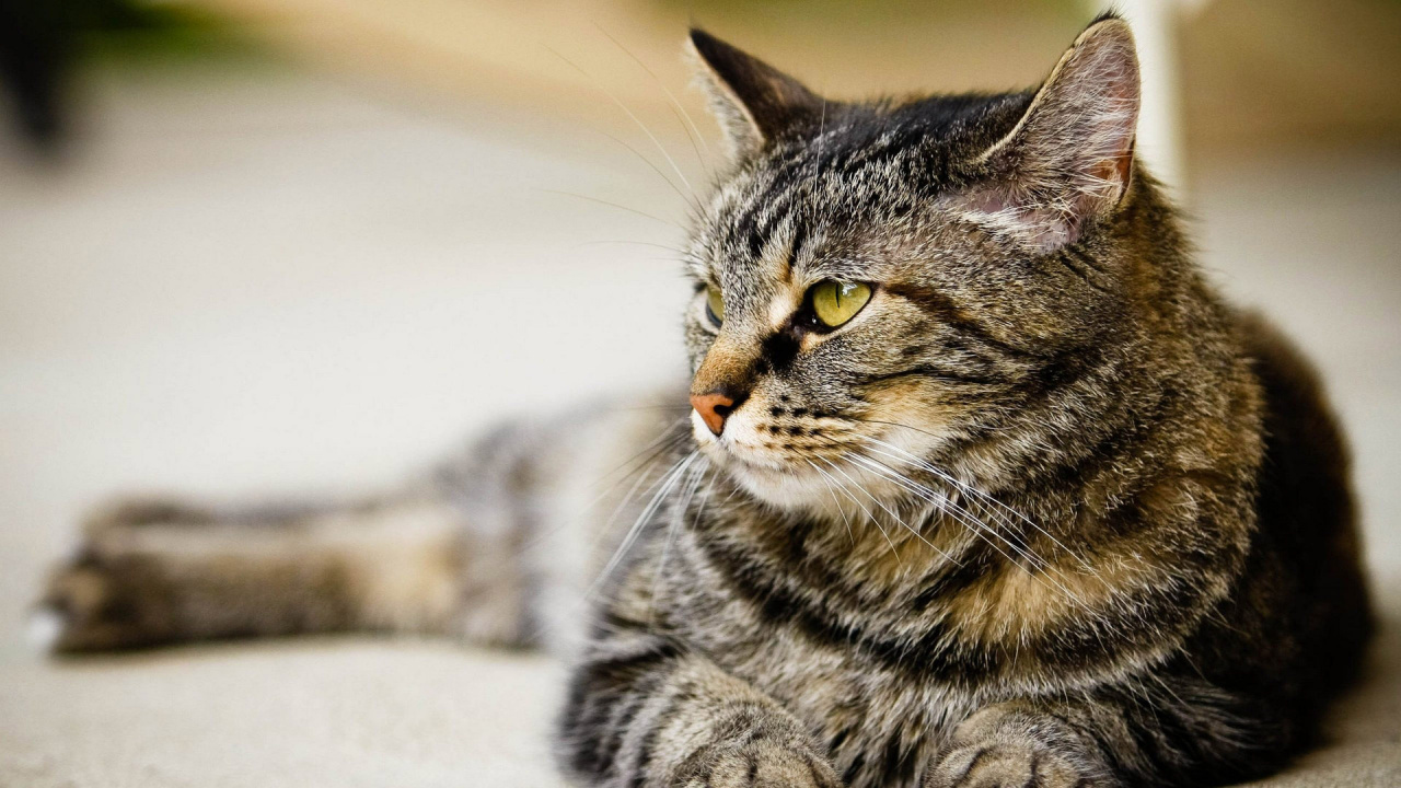 Brown Tabby Cat Lying on White Textile. Wallpaper in 1280x720 Resolution