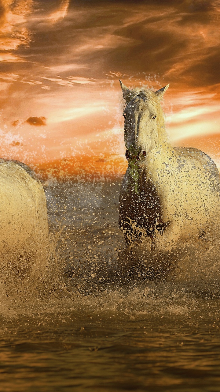 Thoroughbred, Arabian Horse, White Horse, Mustang, Foal. Wallpaper in 720x1280 Resolution