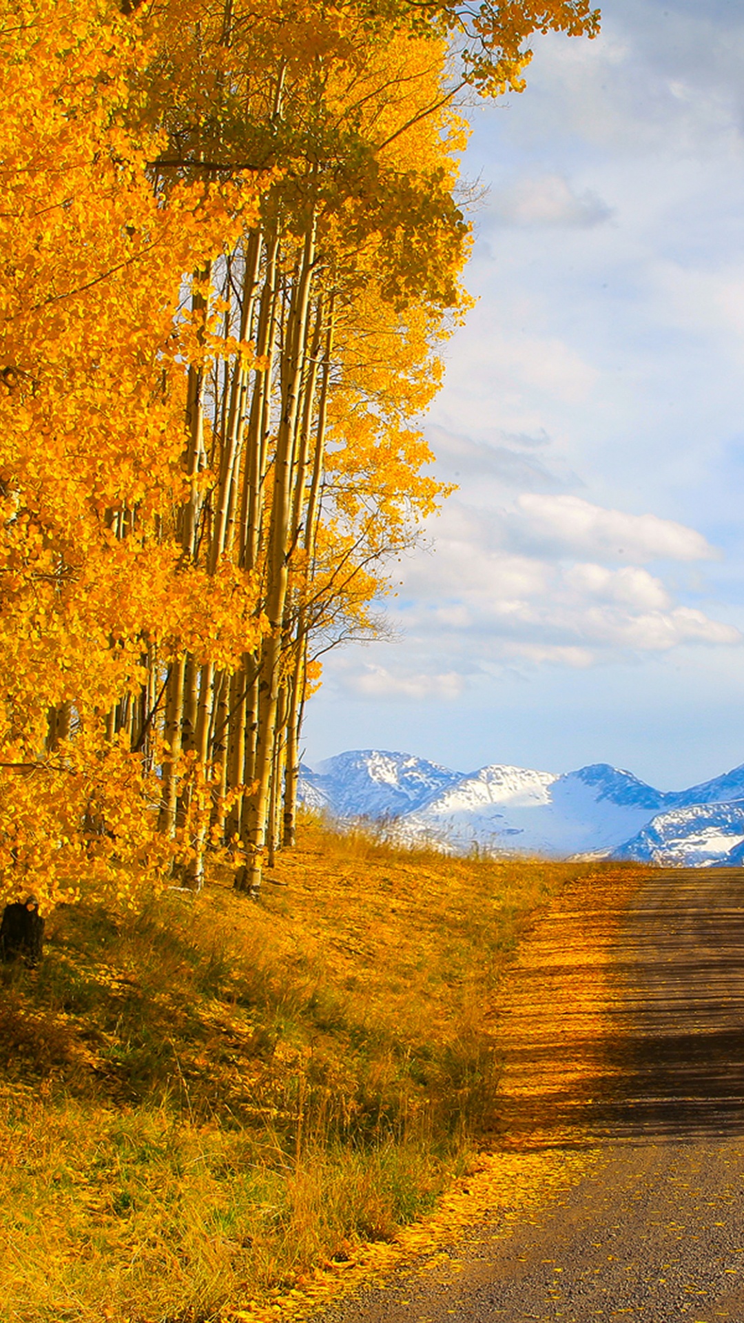 Brown Trees on Brown Field Under White Clouds and Blue Sky During Daytime. Wallpaper in 1080x1920 Resolution