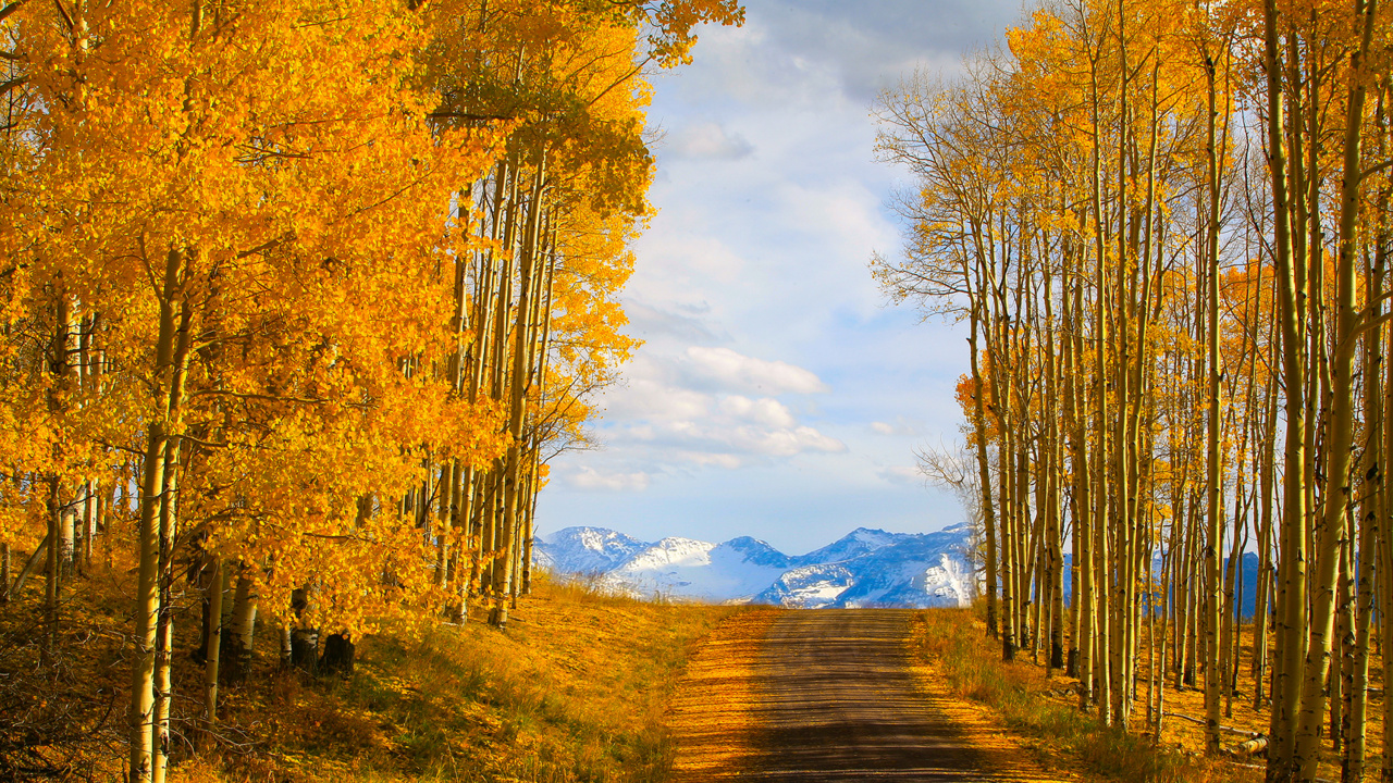 Brown Trees on Brown Field Under White Clouds and Blue Sky During Daytime. Wallpaper in 1280x720 Resolution