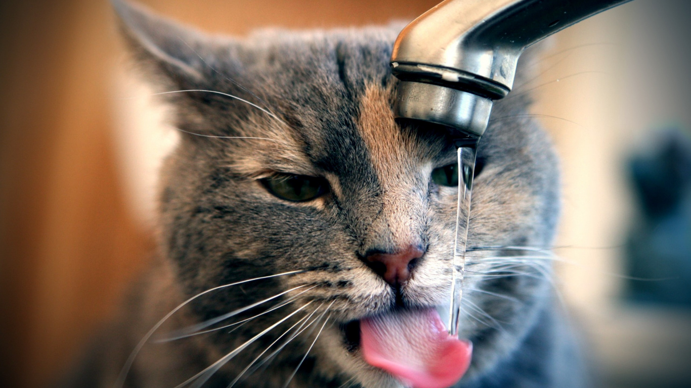 Chat Tigré Brun Buvant de L'eau du Robinet. Wallpaper in 1366x768 Resolution
