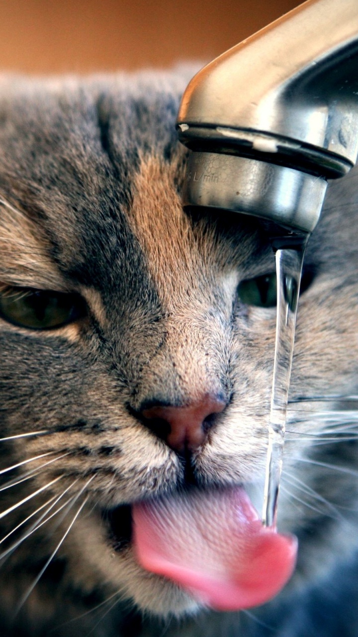 Brown Tabby Cat Drinking Water From Faucet. Wallpaper in 720x1280 Resolution