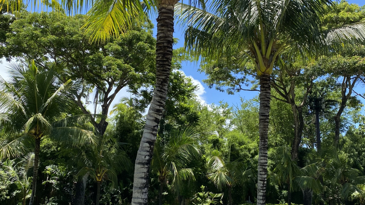 Vegetation, Babassu, Plant, Tree, Woody Plant. Wallpaper in 1280x720 Resolution