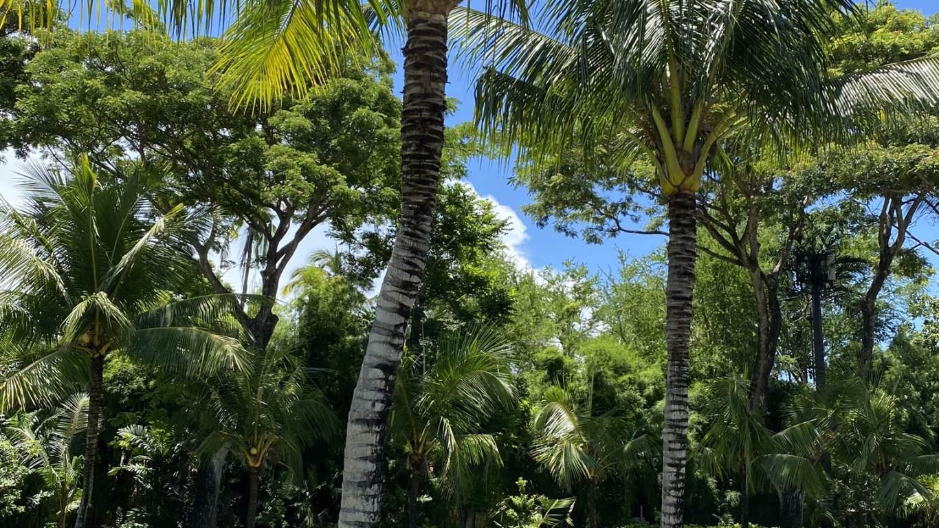 Vegetation, Babassu, Plant, Tree, Woody Plant. Wallpaper in 1366x768 Resolution