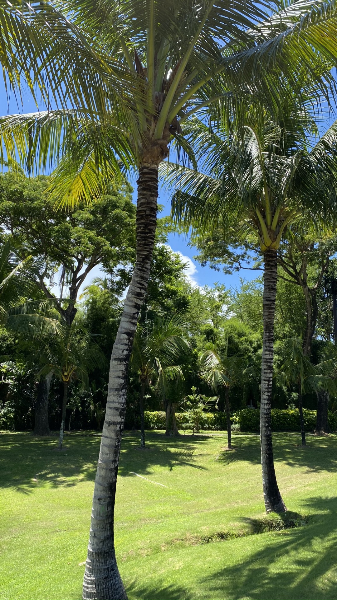 Végétation, De Babassu, Plantes Ligneuses, Plante Terrestre, Botanique. Wallpaper in 1080x1920 Resolution