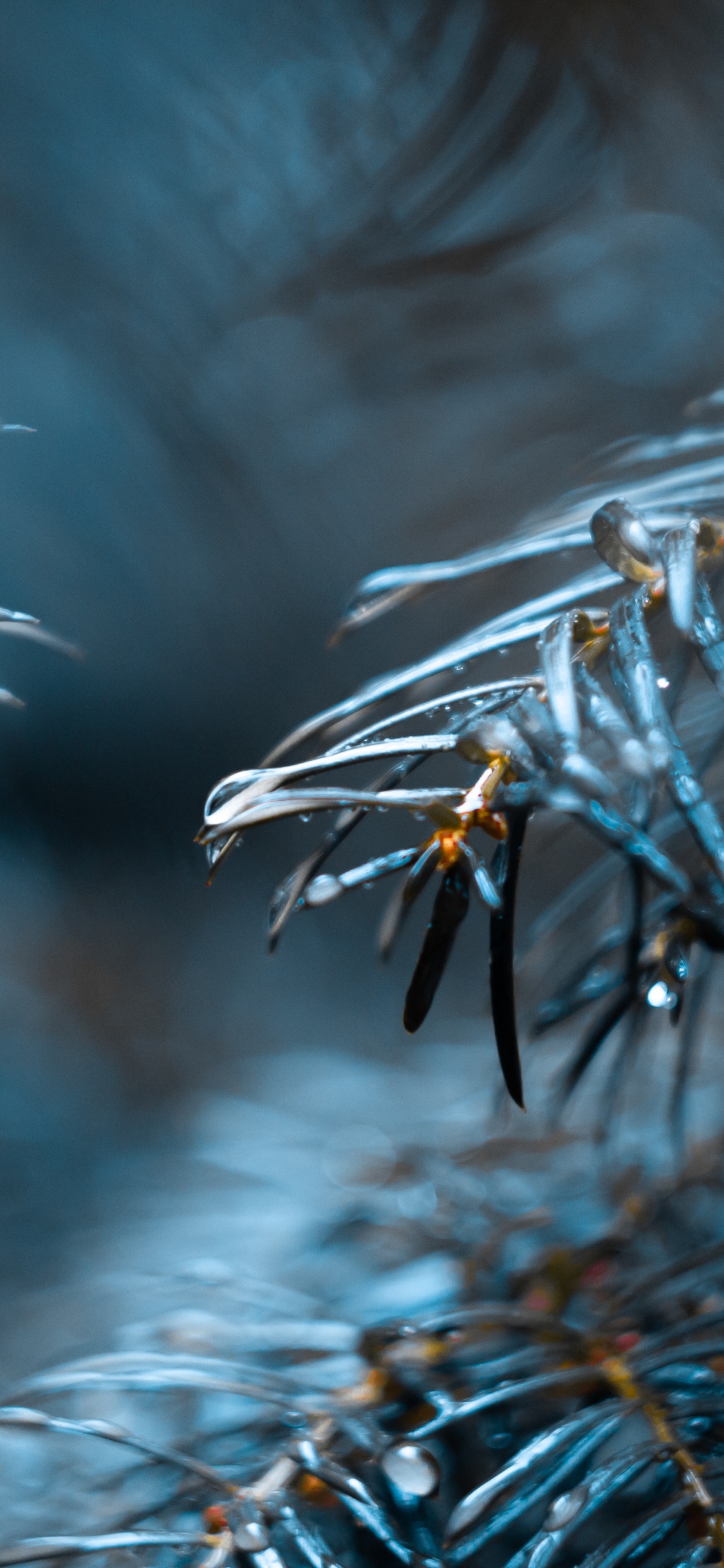 Wasser, Baum, Blau, Einfrieren, Fabrik. Wallpaper in 1125x2436 Resolution