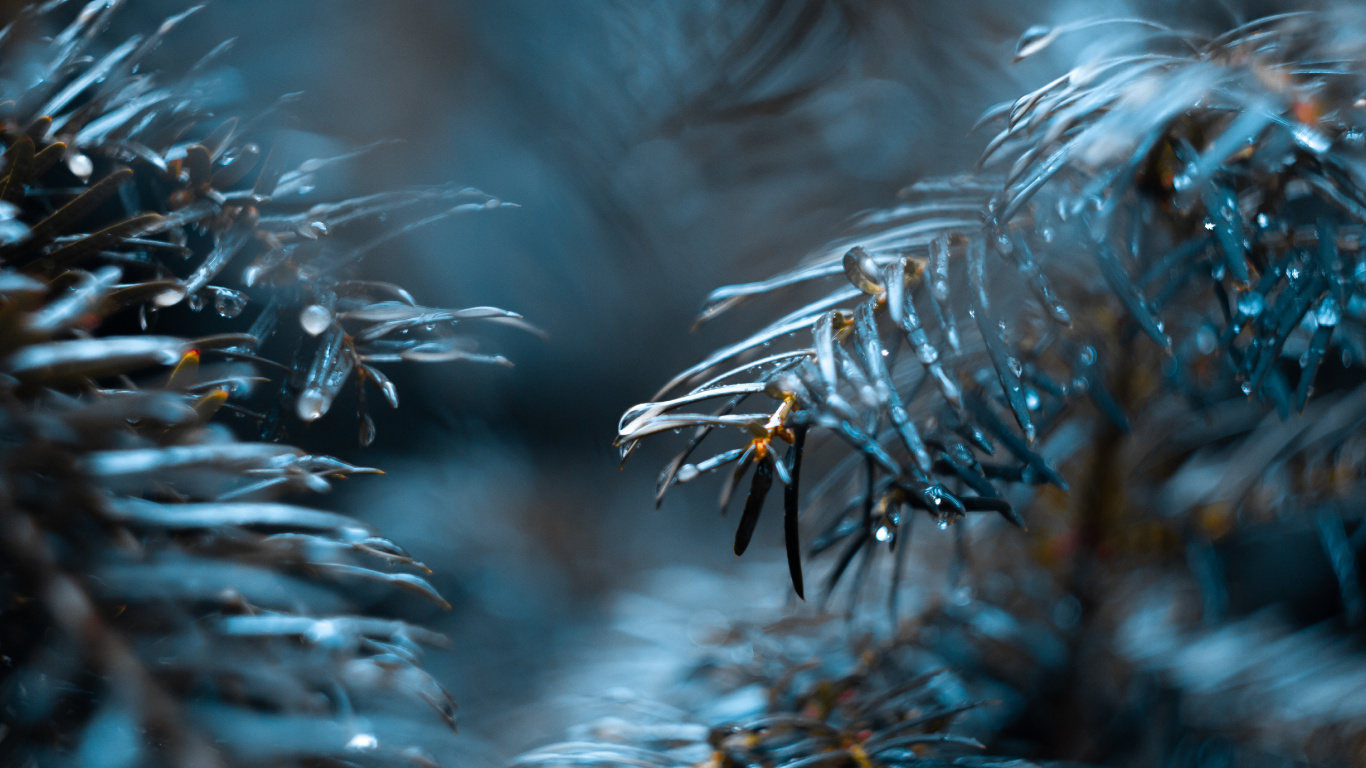 Water, Tree, Blue, Plant, Freezing. Wallpaper in 1366x768 Resolution
