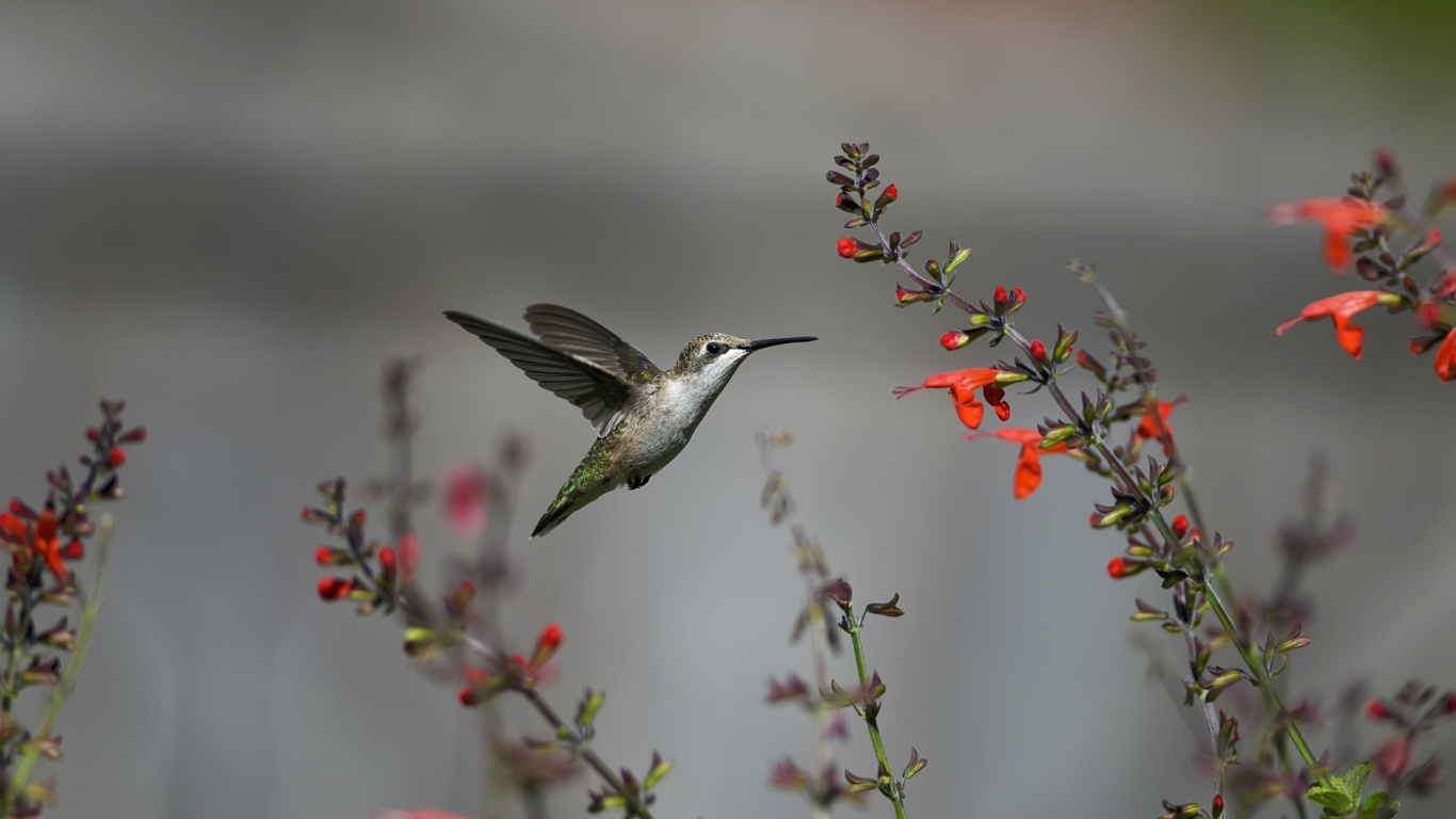 Black and White Humming Bird Flying Near Red Flower. Wallpaper in 1366x768 Resolution