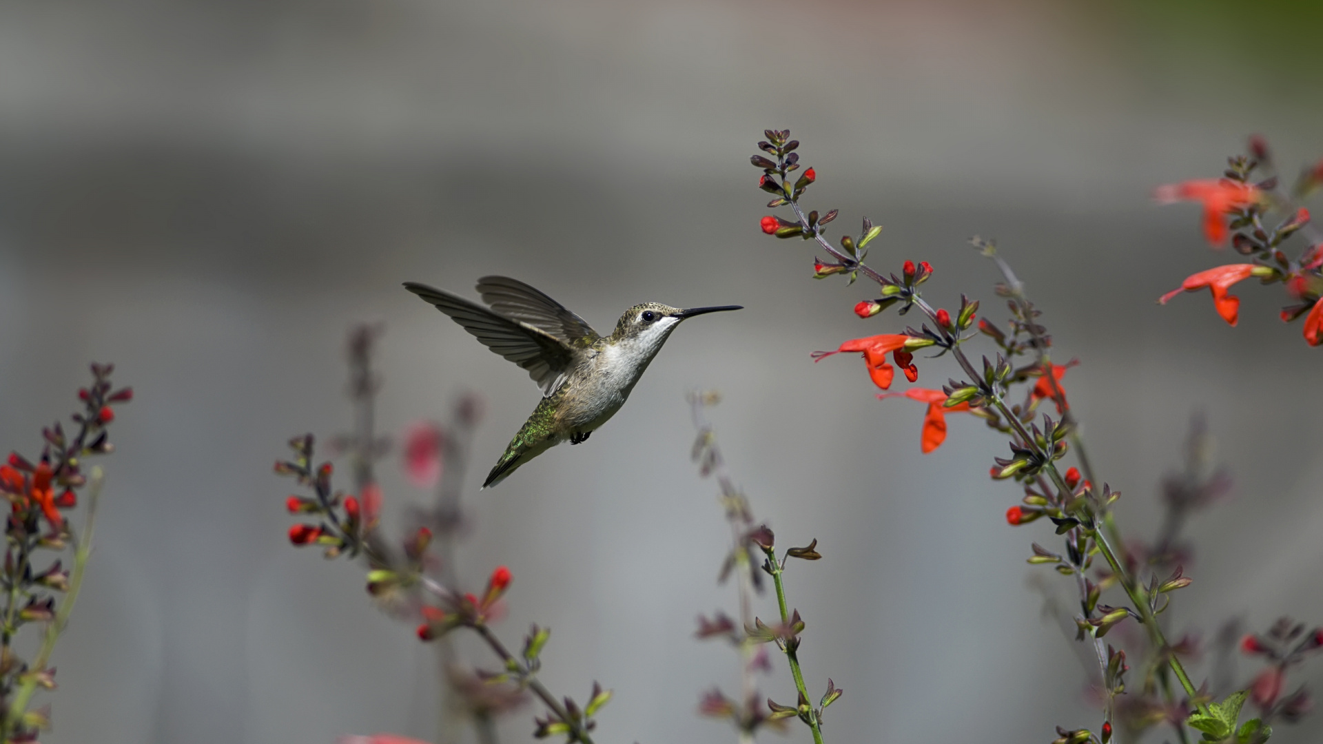 Black and White Humming Bird Flying Near Red Flower. Wallpaper in 1920x1080 Resolution