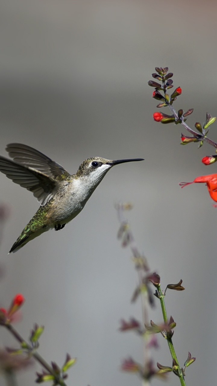 Colibri Noir et Blanc Volant Près de la Fleur Rouge. Wallpaper in 720x1280 Resolution