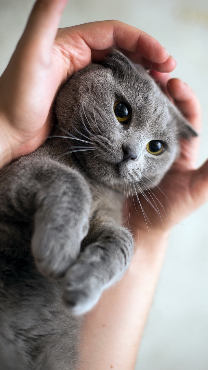 Moustache, Bleu Russe, Scottish Fold, Chartreux, le British Shorthair. Wallpaper in 720x1280 Resolution