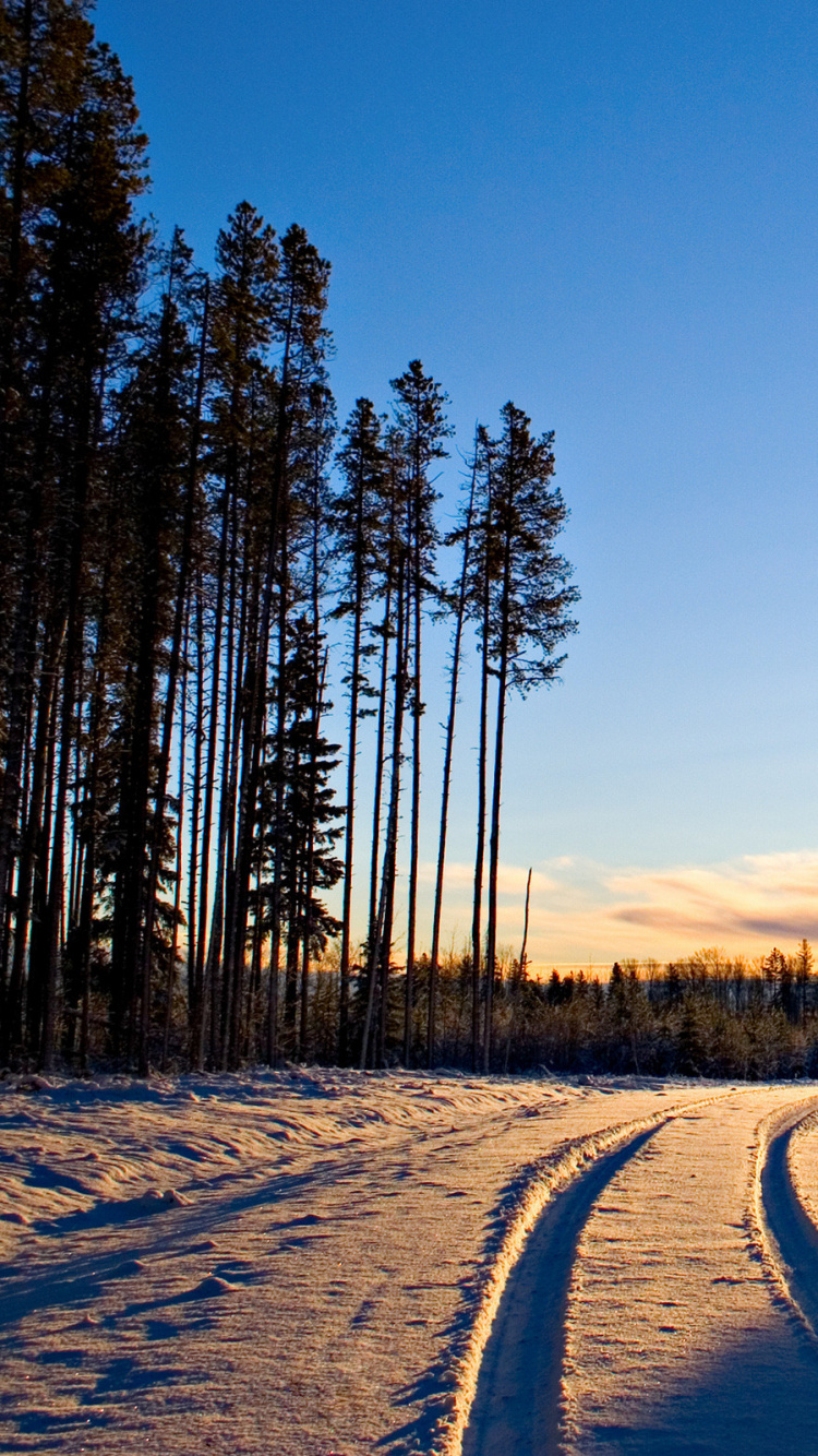 冬天, 森林, 性质, 冻结, 早上 壁纸 750x1334 允许
