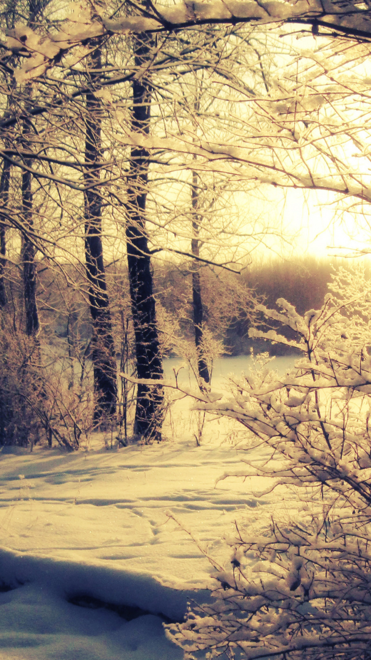 日落, 冬天, 性质, 冻结, 日出 壁纸 750x1334 允许