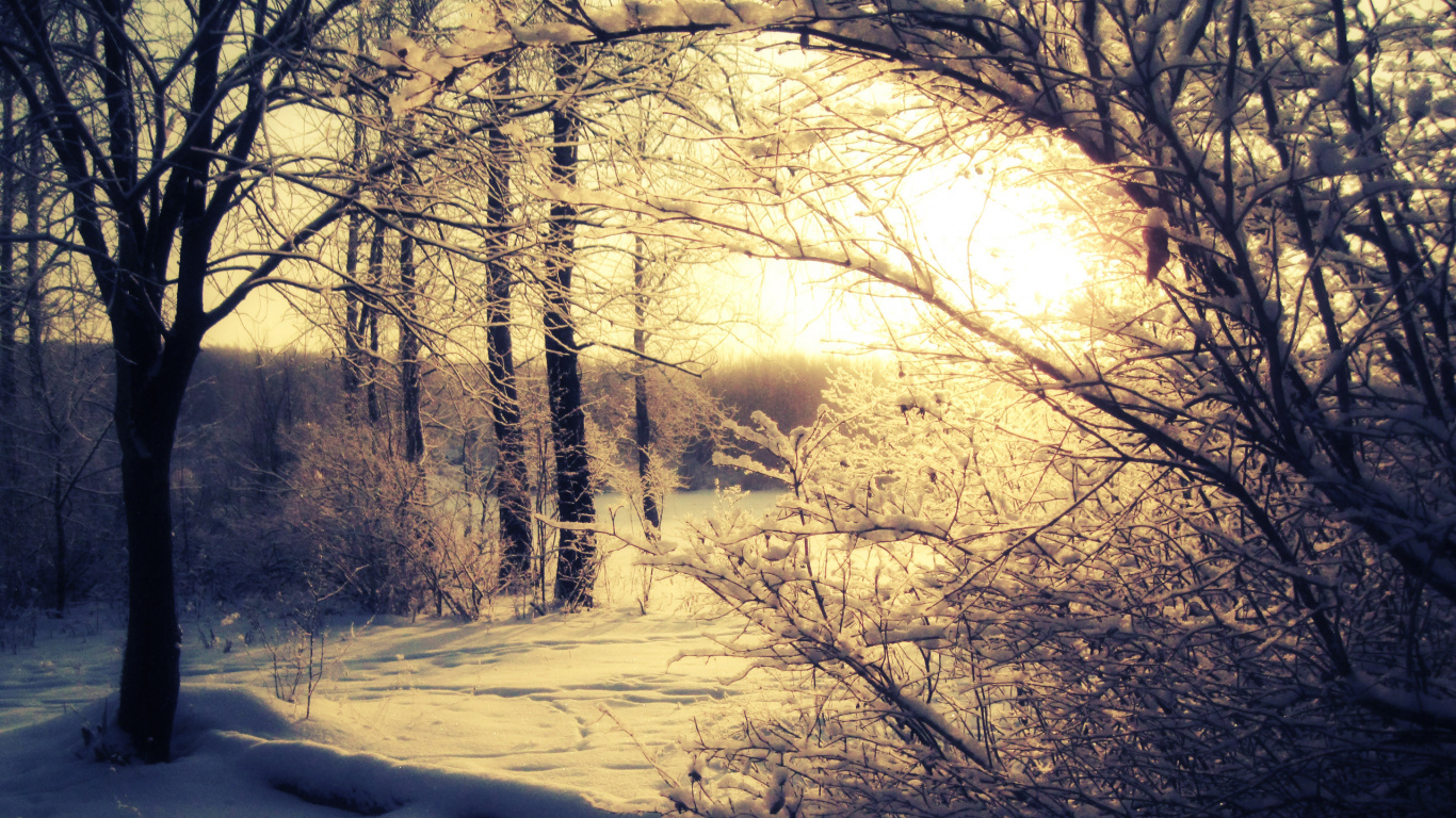 Sol Couvert de Neige Avec Des Arbres Pendant la Journée. Wallpaper in 1366x768 Resolution