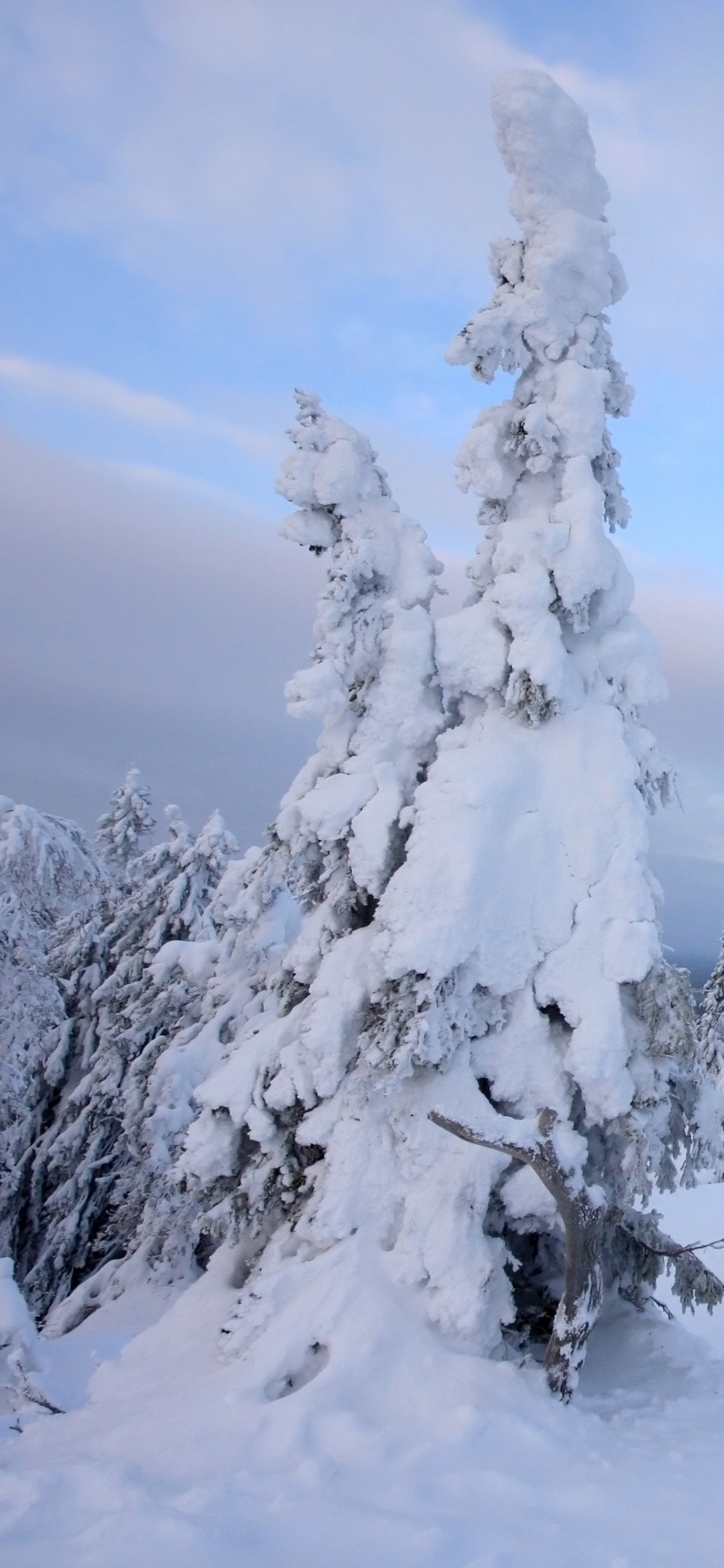 Árboles Cubiertos de Nieve Bajo Las Nubes Blancas y el Cielo Azul Durante el Día. Wallpaper in 1125x2436 Resolution