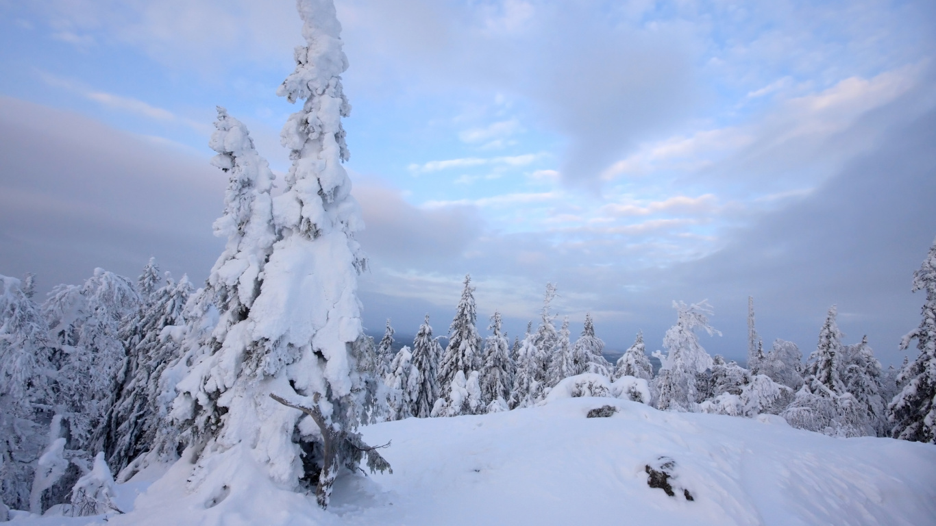 Árboles Cubiertos de Nieve Bajo Las Nubes Blancas y el Cielo Azul Durante el Día. Wallpaper in 1366x768 Resolution