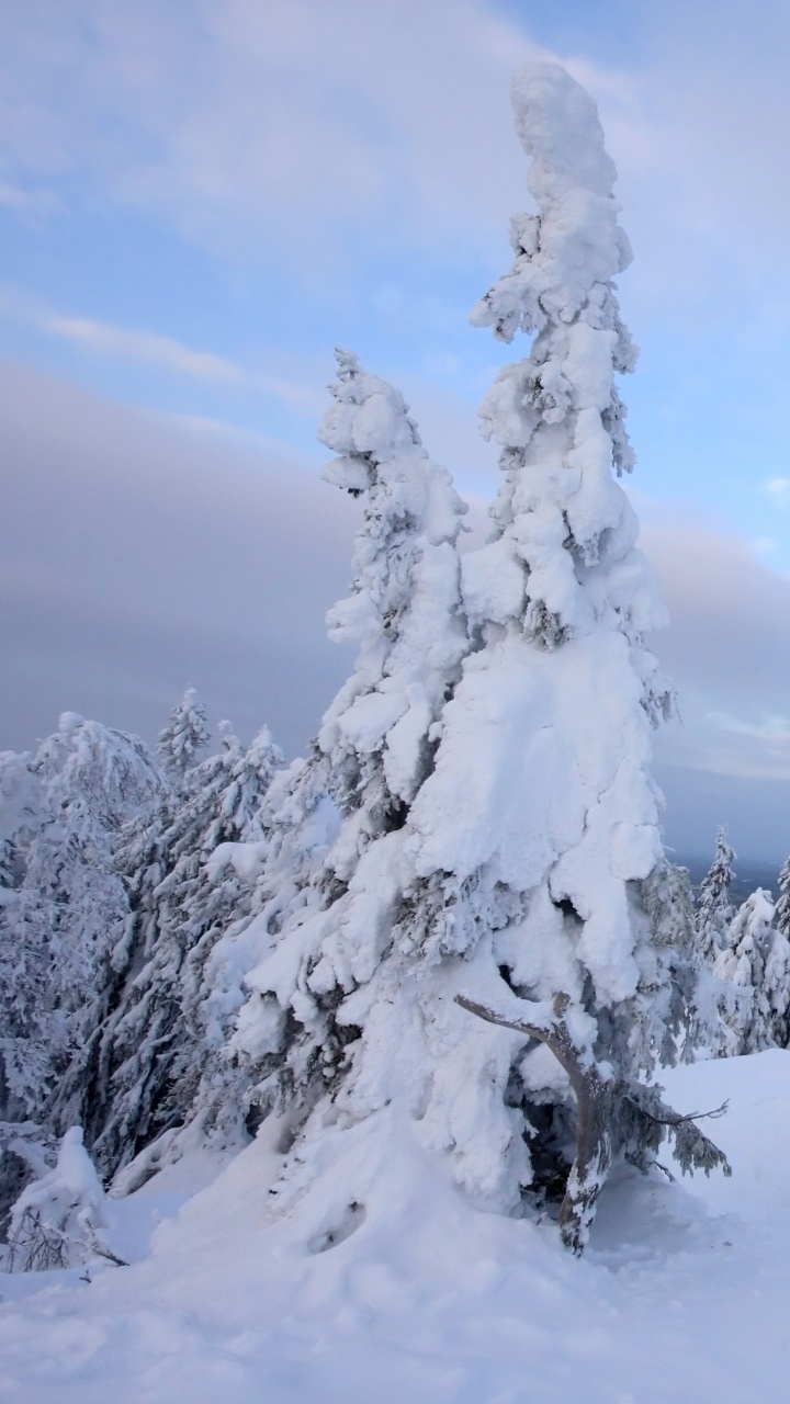 Snow Covered Trees Under White Clouds and Blue Sky During Daytime. Wallpaper in 720x1280 Resolution