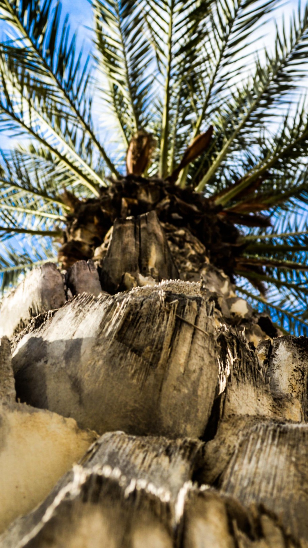 Palm Tree on Brown Rock. Wallpaper in 1080x1920 Resolution