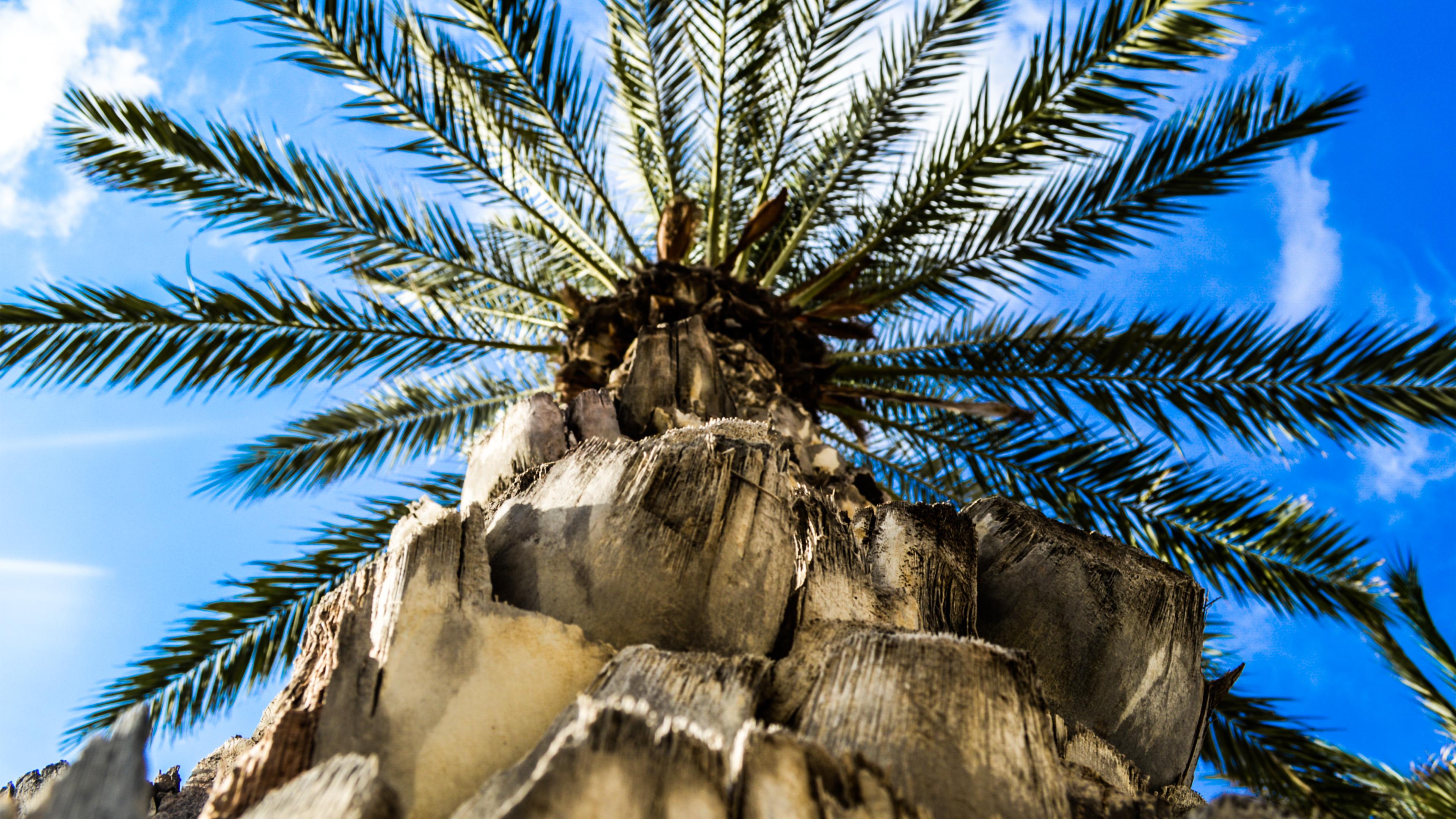 Palm Tree on Brown Rock. Wallpaper in 3840x2160 Resolution