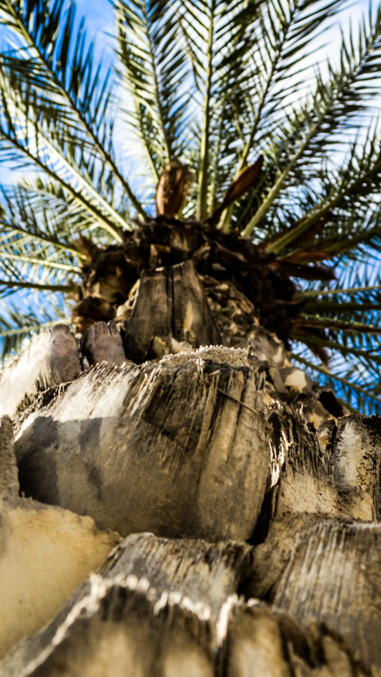 棕榈树, Attalea桐, 枣椰树, 工厂, 加州棕榈 壁纸 750x1334 允许