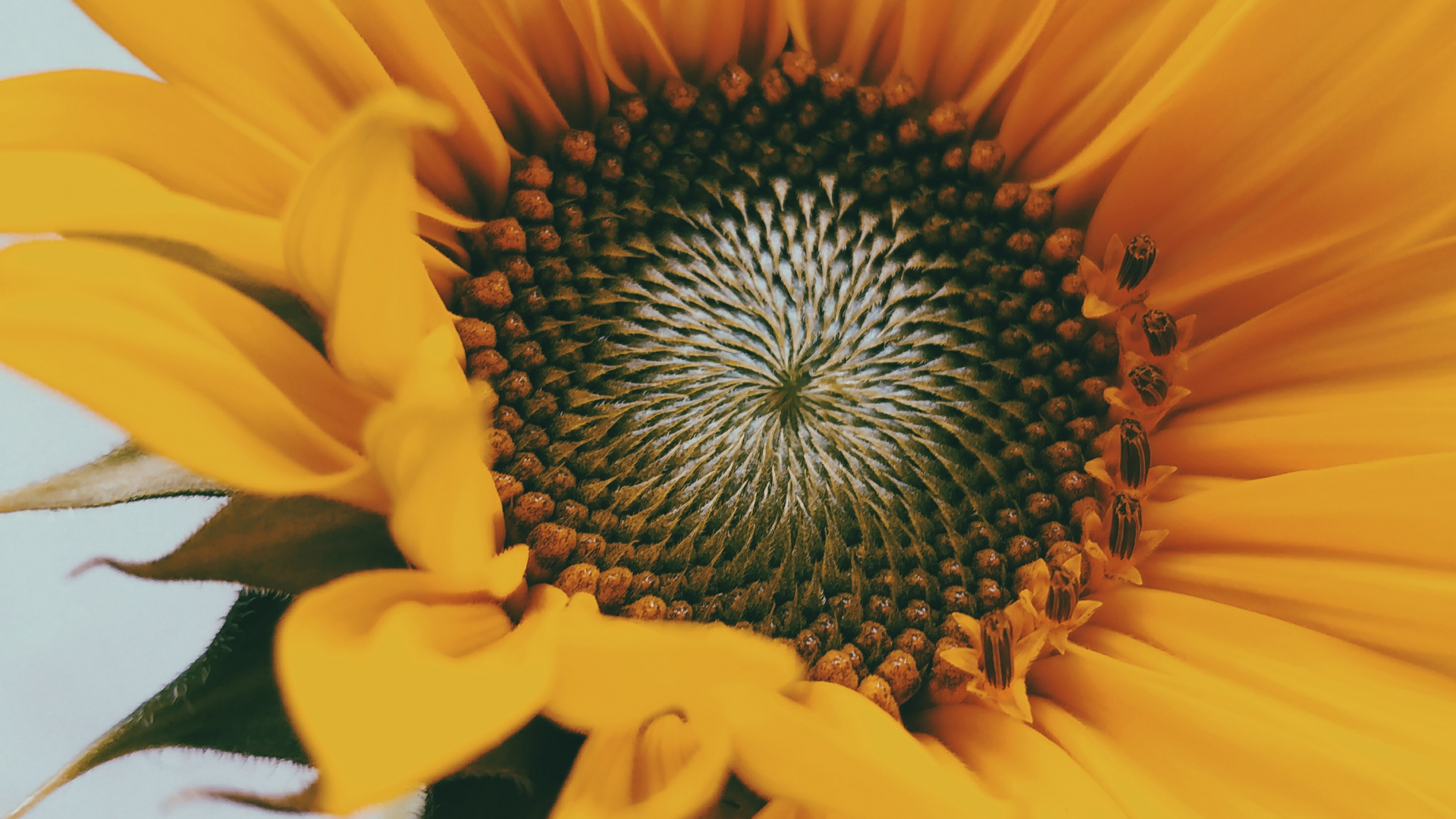 Yellow Sunflower in Close up Photography. Wallpaper in 1920x1080 Resolution
