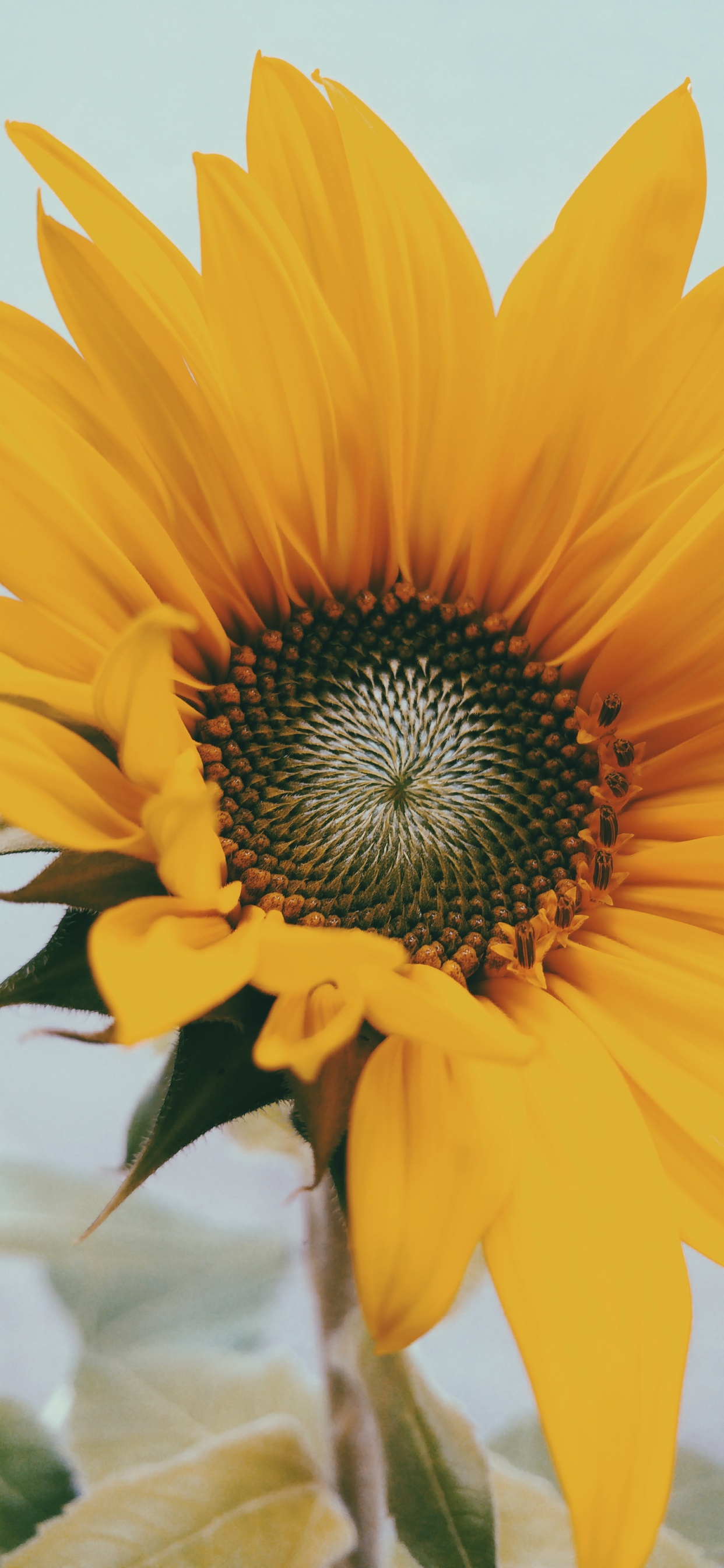 Girasol Amarillo en Fotografía de Cerca. Wallpaper in 1242x2688 Resolution