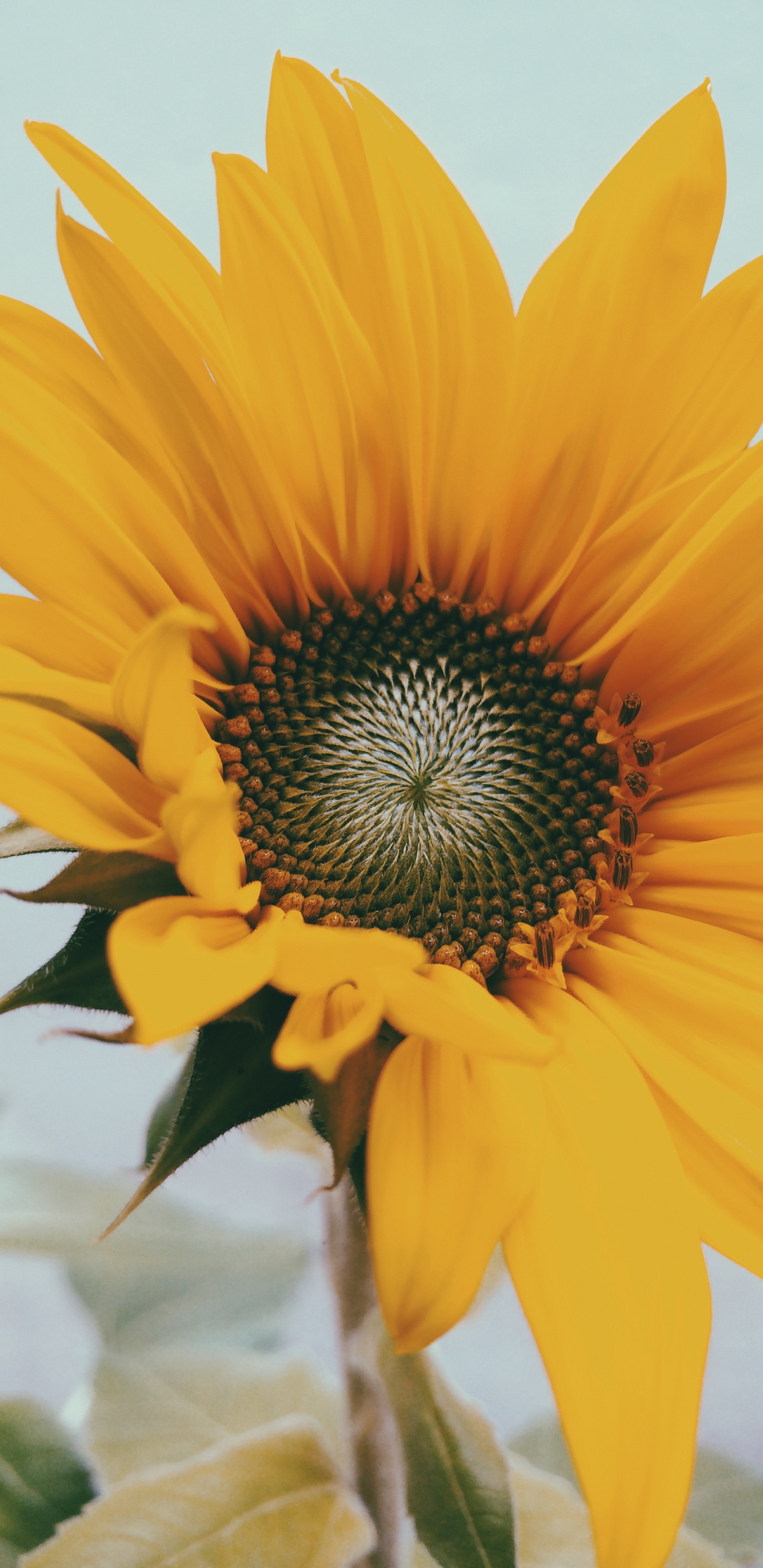 Girasol Amarillo en Fotografía de Cerca. Wallpaper in 1440x2960 Resolution