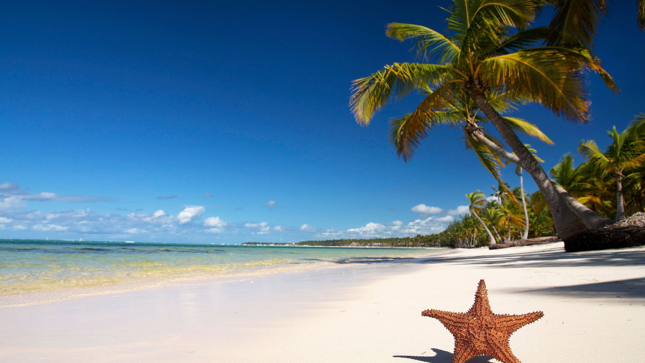 Brown Starfish on Beach During Daytime. Wallpaper in 1280x720 Resolution