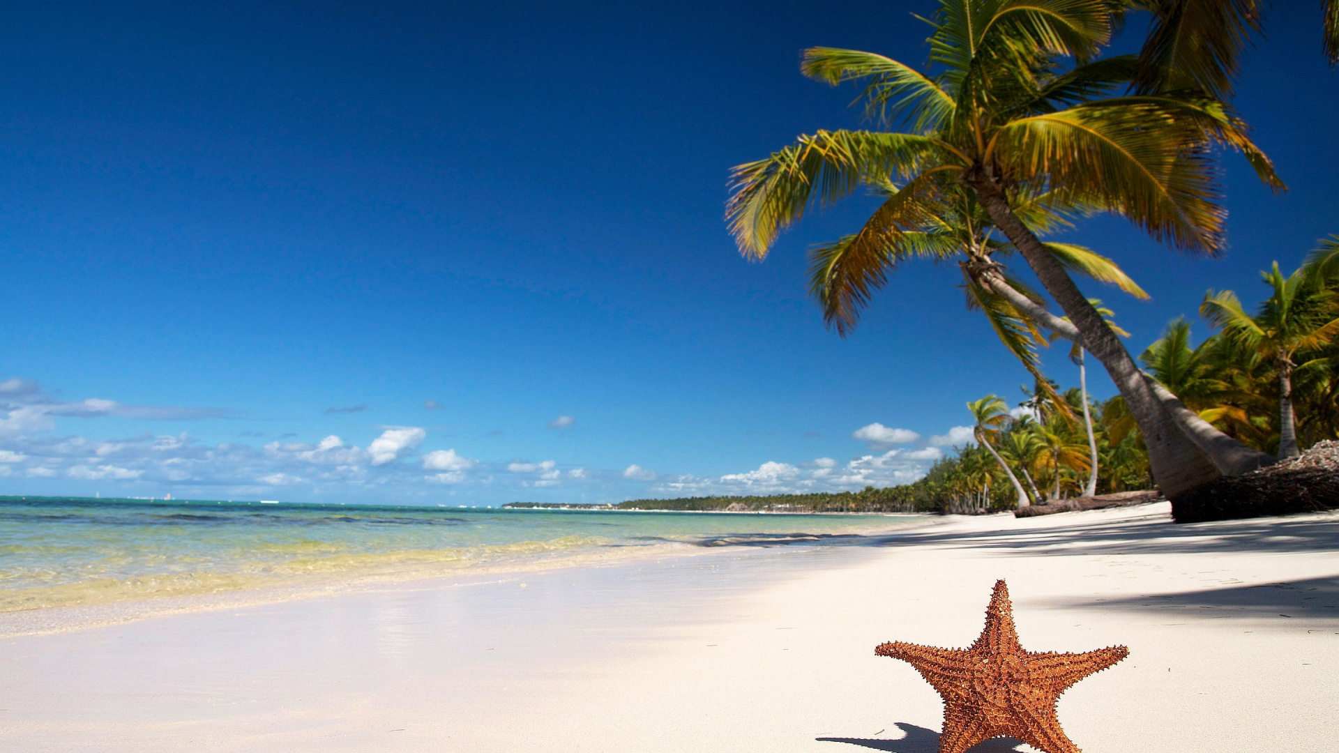 Brown Starfish on Beach During Daytime. Wallpaper in 1920x1080 Resolution