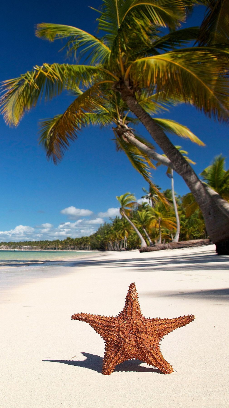 Étoile de Mer Brune Sur la Plage Pendant la Journée. Wallpaper in 750x1334 Resolution