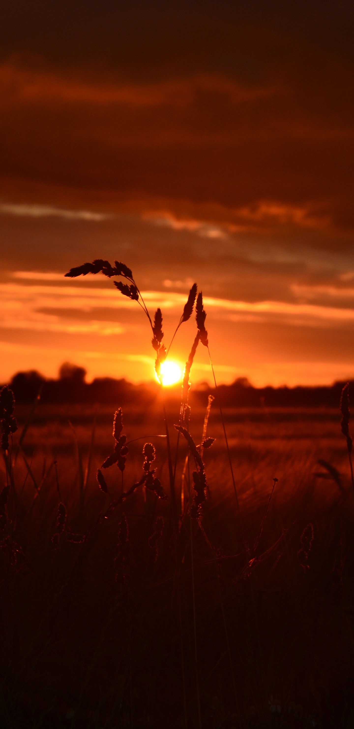 Sonnenuntergang, Sonnenaufgang, Horizont, Afterglow, Cloud. Wallpaper in 1440x2960 Resolution