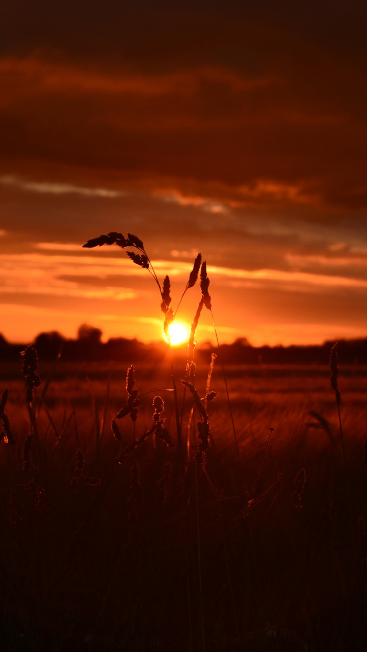 Sonnenuntergang, Sonnenaufgang, Horizont, Afterglow, Cloud. Wallpaper in 720x1280 Resolution