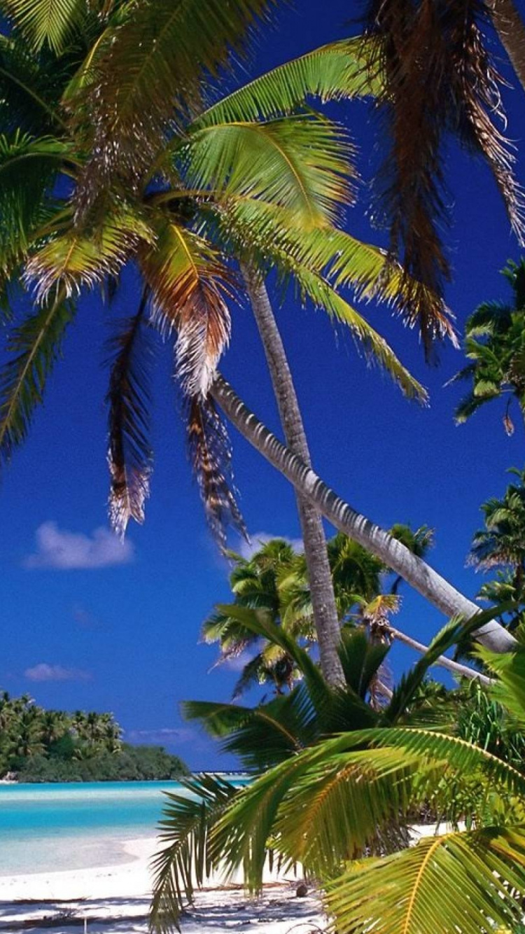 Palm Tree Near Body of Water During Daytime. Wallpaper in 750x1334 Resolution