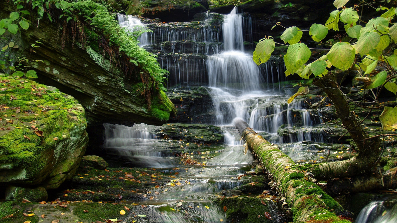 Musgo Verde Sobre Roca Marrón. Wallpaper in 1366x768 Resolution