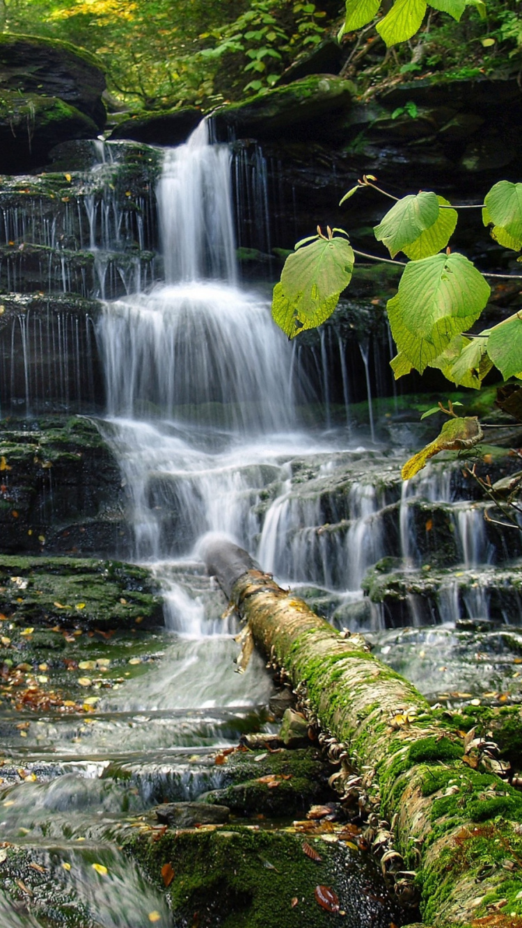 Musgo Verde Sobre Roca Marrón. Wallpaper in 750x1334 Resolution