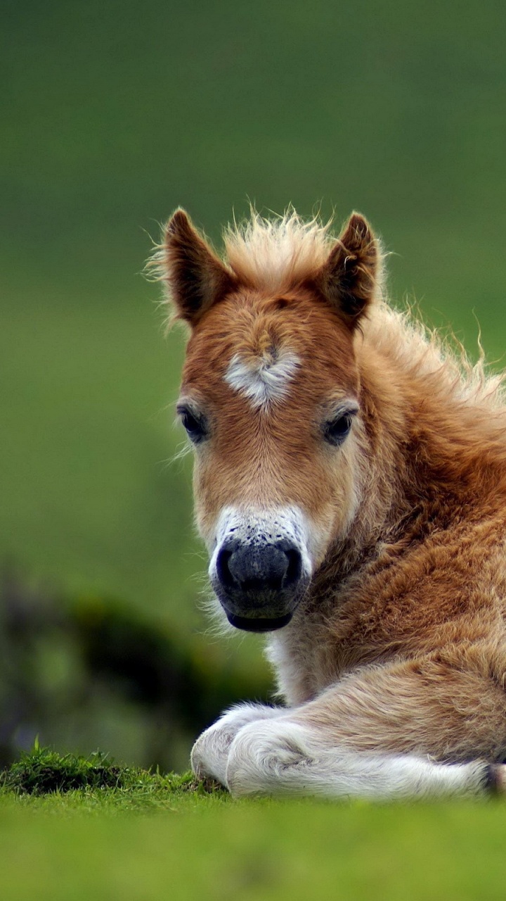 Caballo Marrón y Blanco Acostado Sobre el Campo de Hierba Verde Durante el Día. Wallpaper in 720x1280 Resolution
