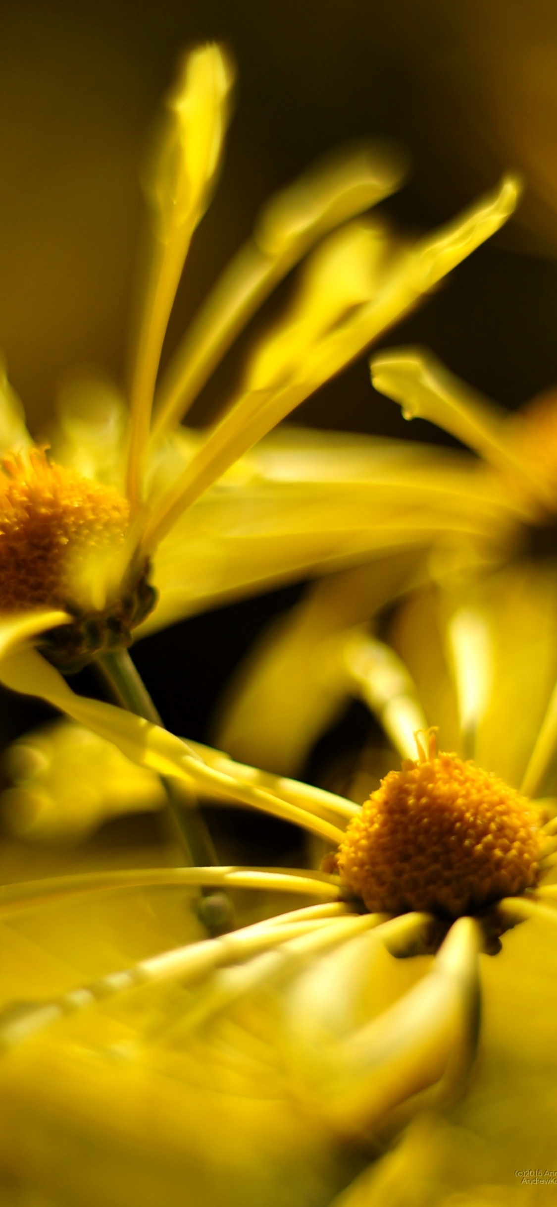 Gelbe Blume in Der Makroobjektivfotografie. Wallpaper in 1125x2436 Resolution