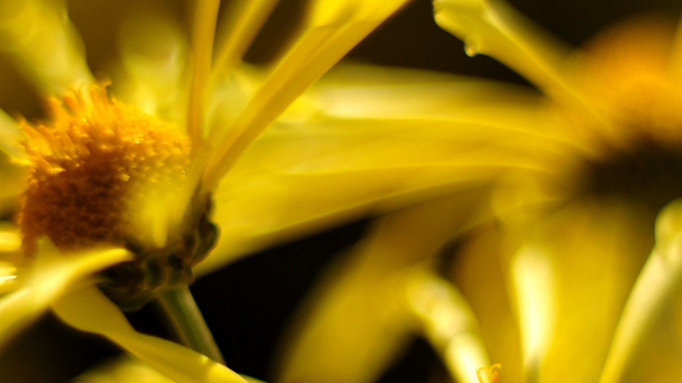 Yellow Flower in Macro Lens Photography. Wallpaper in 1366x768 Resolution