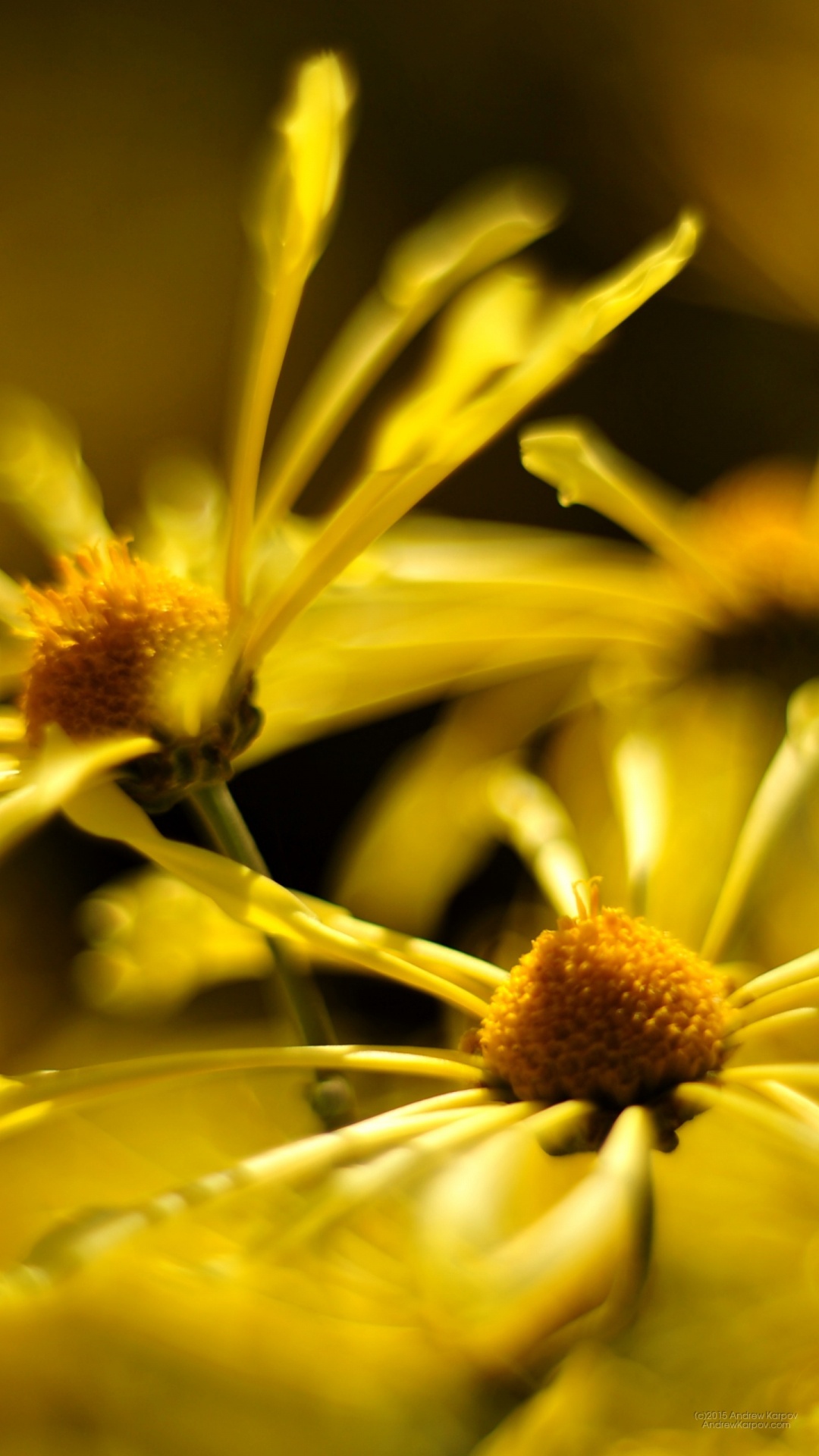 Fleur Jaune Dans la Photographie D'objectif Macro. Wallpaper in 1080x1920 Resolution