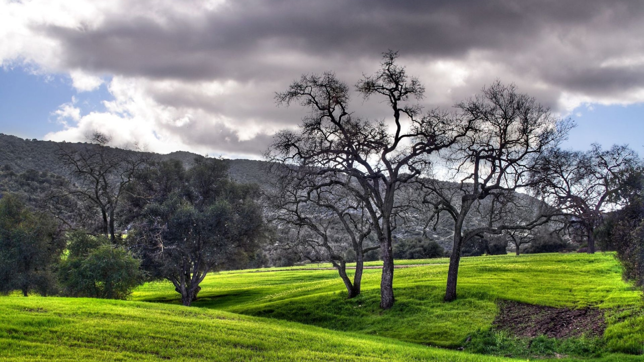 Árbol Sin Hojas en Campo de Hierba Verde Bajo Nubes Grises. Wallpaper in 1280x720 Resolution
