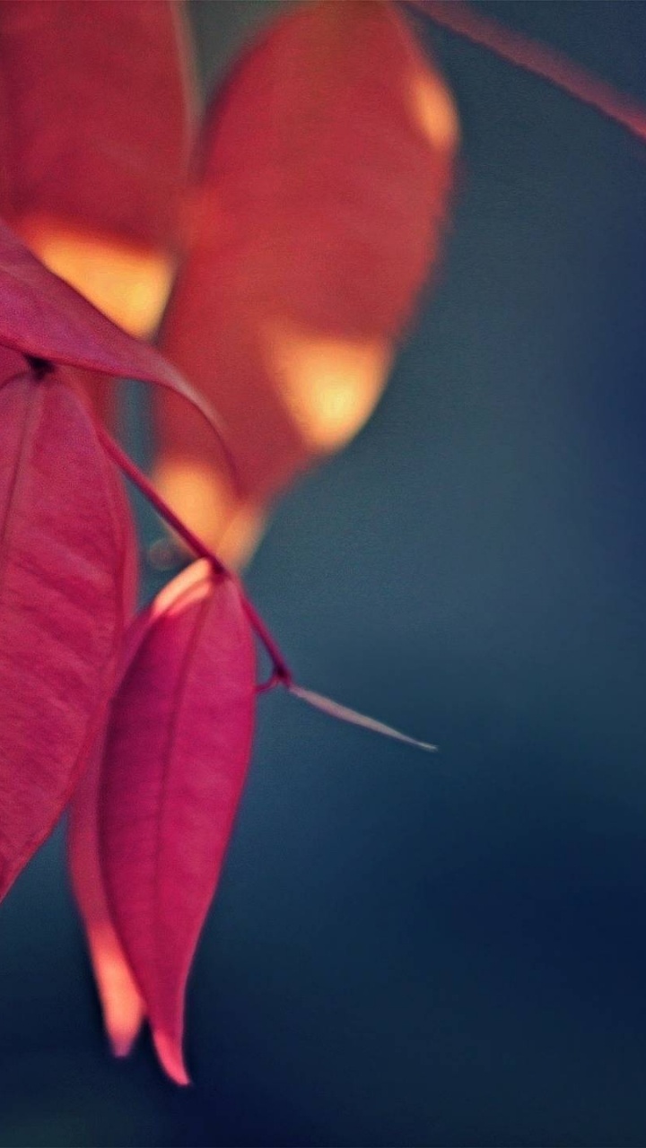 Flower, Petal, Leaf, Plant, Amber. Wallpaper in 720x1280 Resolution