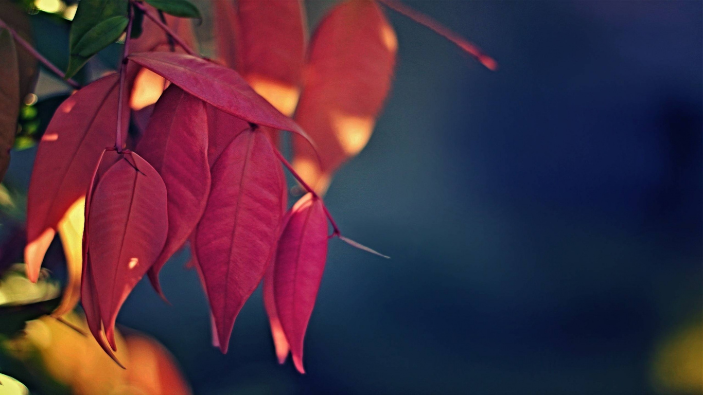 Pétale, Feuille, Ambre, Rameau, Plante Terrestre. Wallpaper in 1366x768 Resolution