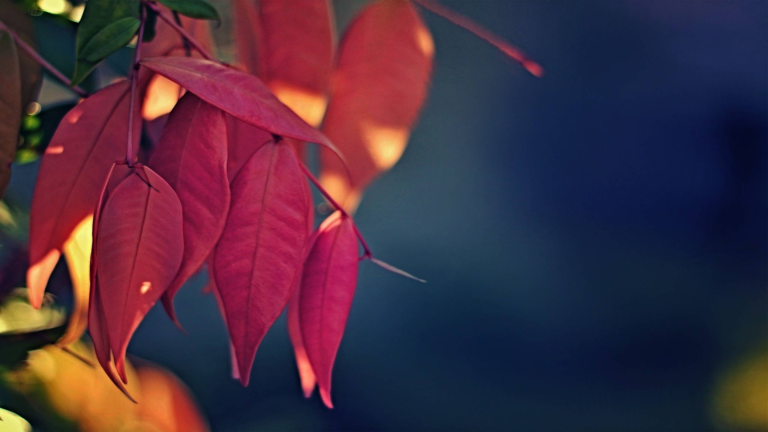 Pétale, Feuille, Ambre, Rameau, Plante Terrestre. Wallpaper in 2560x1440 Resolution