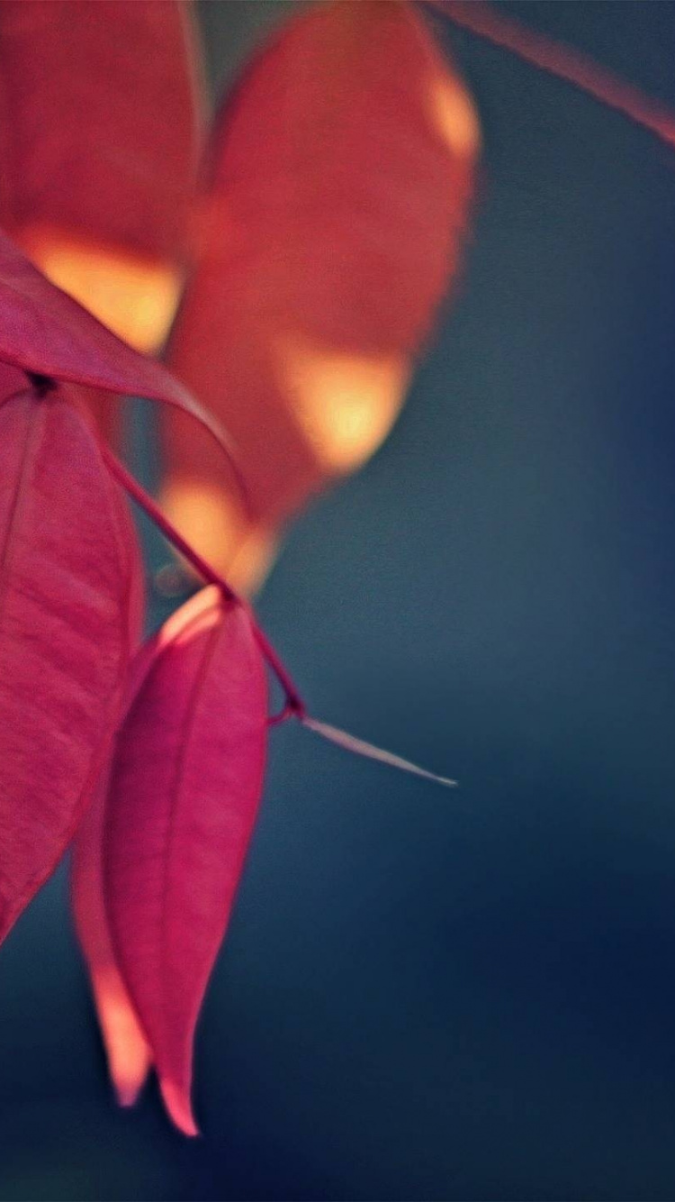 Pétale, Feuille, Ambre, Rameau, Plante Terrestre. Wallpaper in 750x1334 Resolution