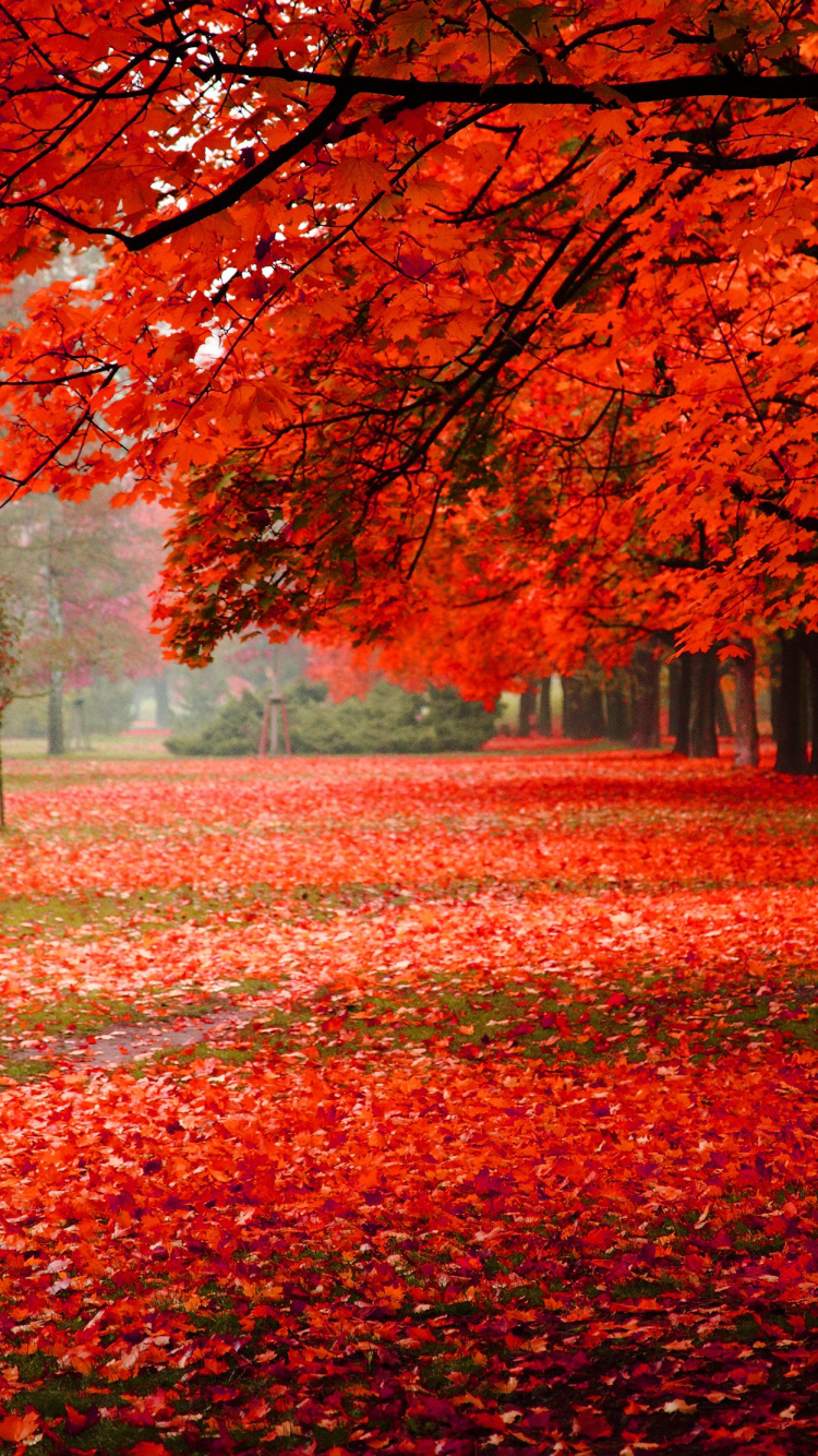 Red Leaves on Ground During Daytime. Wallpaper in 750x1334 Resolution