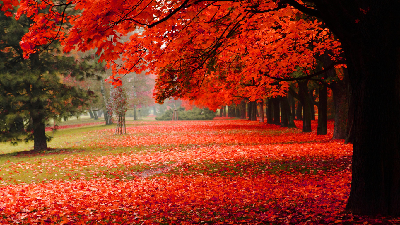 Feuilles Rouges au Sol Pendant la Journée. Wallpaper in 1366x768 Resolution