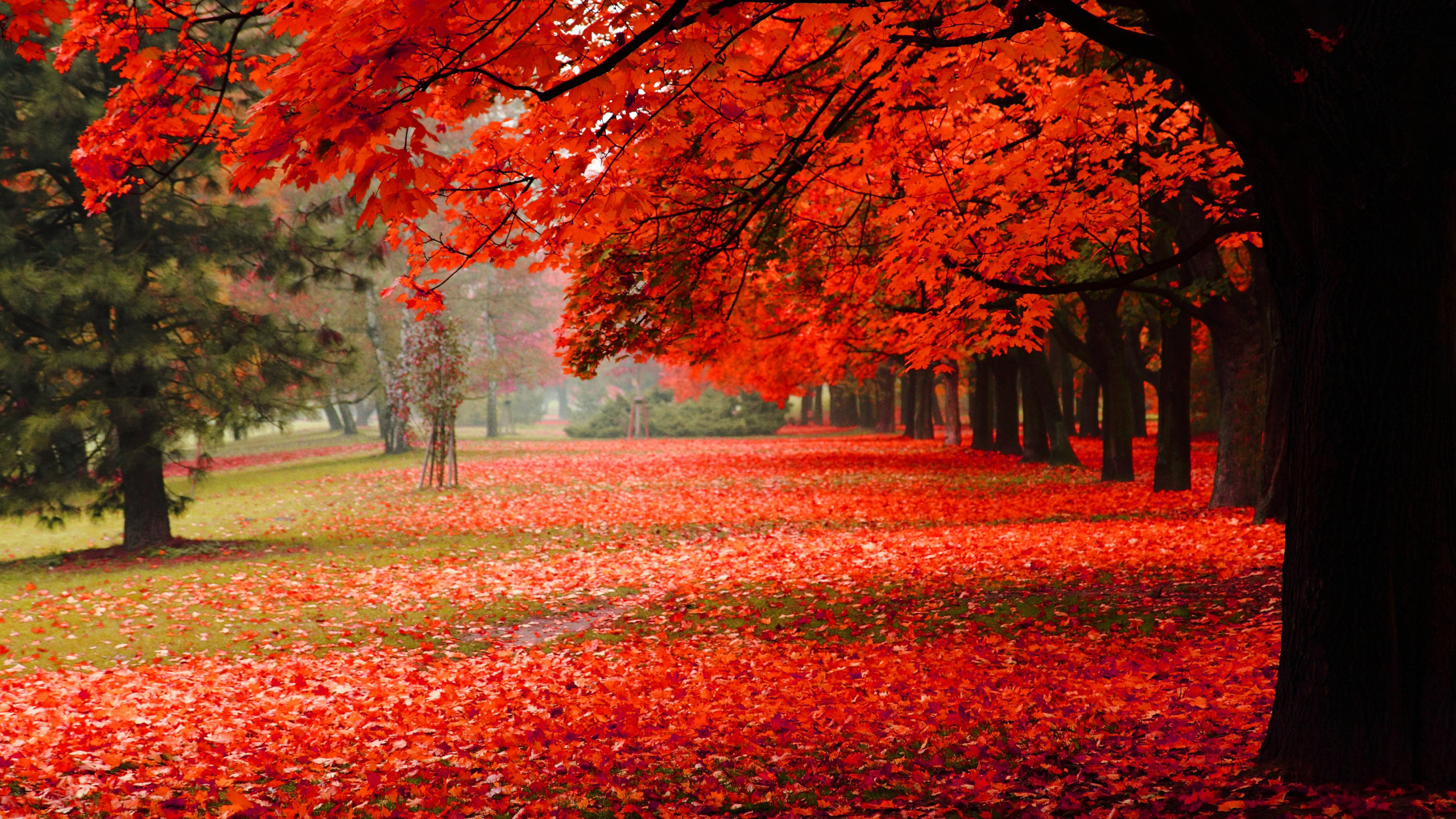 Feuilles Rouges au Sol Pendant la Journée. Wallpaper in 2560x1440 Resolution