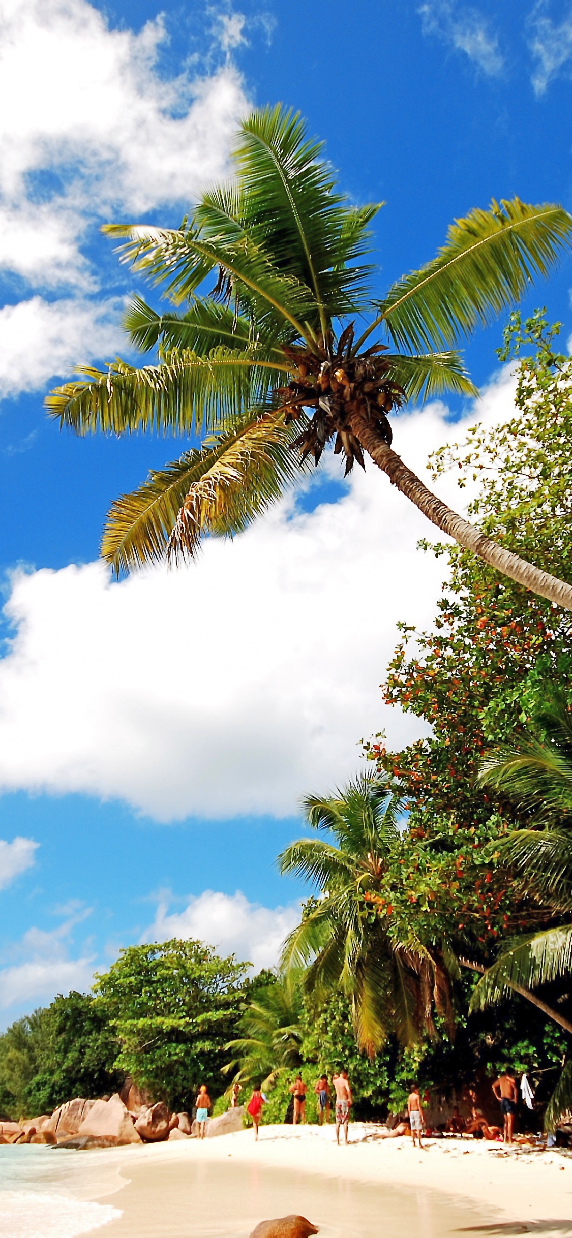 Palm Tree on Beach Shore During Daytime. Wallpaper in 1125x2436 Resolution